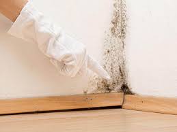 Environmental Consulting for Mold Prevention in Plano, IL